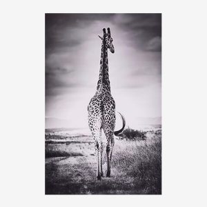 ANIMALYS Tableau girafe